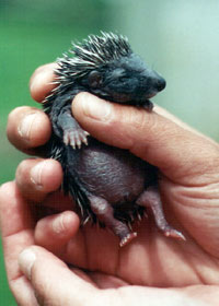 Very Young Hedgehog
