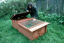One of the Hedgehog runs