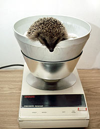 Weighing a Hedgehog