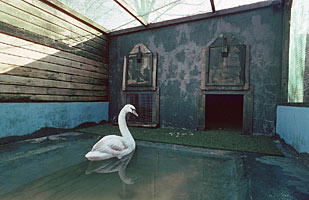 Swan in an aquapen