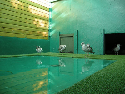 Herring Gulls in an aquapen