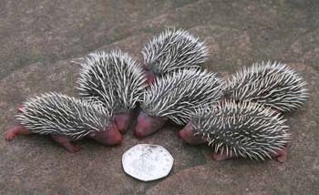 1085-34-baby-hedgehogs.jpg