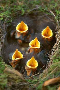 1114-35-robin-nestlings.jpg