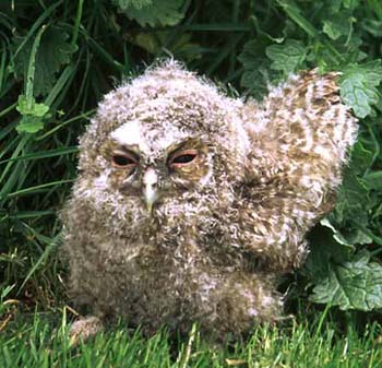 1116-35-baby-tawny-owl.jpg