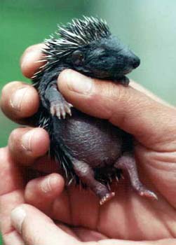 baby-hedgehog-in-hand.jpg.jpg