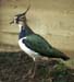 0853-04-lapwing.jpg