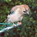 0976-30-jay-on-dryer.jpg