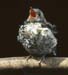 1037-37-fledgling-thrush.jpg