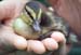 1038-10-mallard-duckling.jpg
