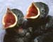 1070-28-jackdaw-nestlings.jpg