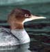 1082-17-goosander-CROP.jpg
