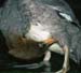 1082-24 goosander