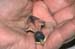 1113-19-naked-baby-bird-in-.jpg