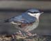 1122-11-nuthatch.jpg