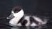 1126-36-shelduck-duckling.jpg