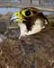 1128-09-peregrine.jpg
