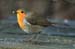 1150-11-robin.jpg