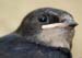 D100-0740-juv.swallow.jpg