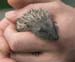 D100-1089 juvenile hedgehog