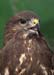 D100-1611 buzzard