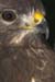 D100-1629 buzzard
