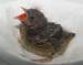 D100-2464 dunnock nestling
