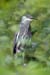 D100-2472M heron
