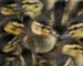 D100-6932 ducklings