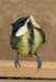 D11-0022C great tit with waxworm