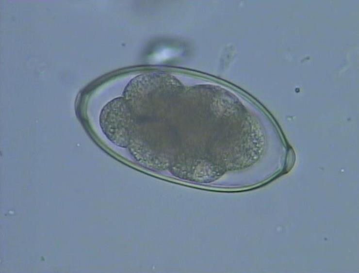 A Helminth egg