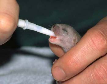 1121-26-baby-weasel.jpg