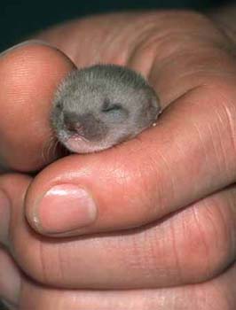 1121-33-baby-weasel-in-hand.jpg