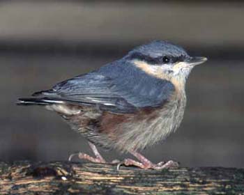 1122-11-nuthatch.jpg