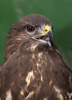 D100-1611 buzzard