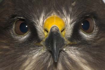 D100-1628 buzzard