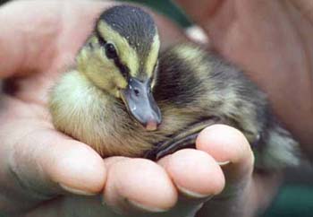 1038-10-mallard-duckling.jpg