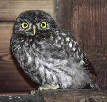 1039-11-little-owl.jpg