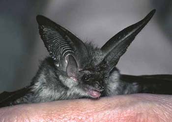1047-08-long-eared-bat.jpg