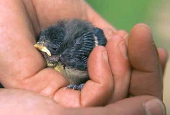 1070-23-blue-tit-in-hand.jpg
