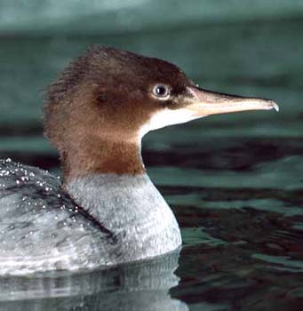 1082-17-goosander-CROP.jpg