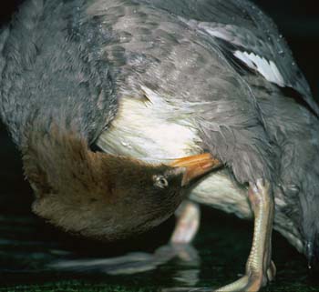 1082-24 goosander
