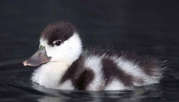 1126-36-shelduck-duckling.jpg