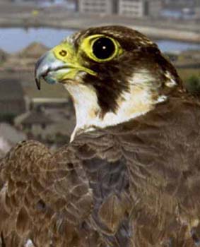 1128-09-peregrine.jpg