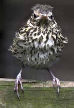 D00010-songthrush-fledgling.jpg