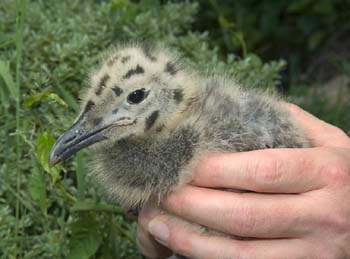 D100-0492 gull chick in hand