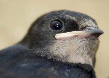 D100-0740-juv.swallow.jpg