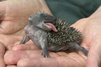 D100-1084 juvenile hedgehog