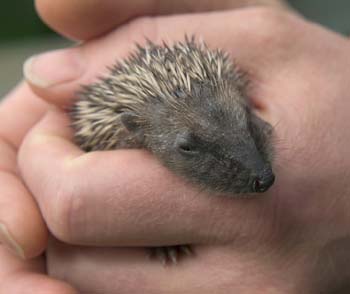 D100-1089 juvenile hedgehog