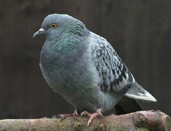 D100-1509 feral pigeon