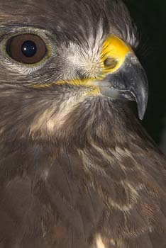 D100-1629 buzzard